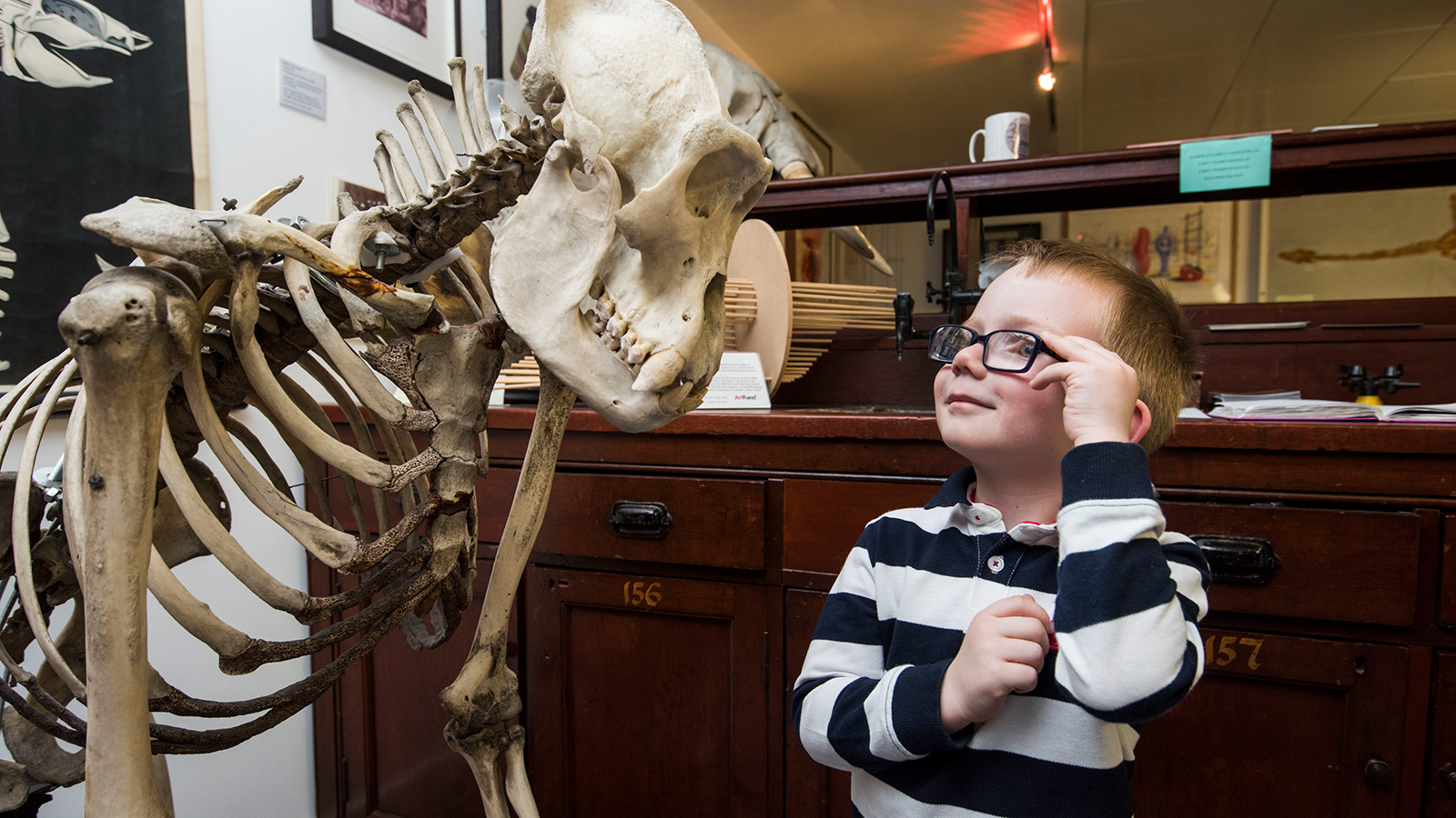 A young visitor to the D’Arcy Thompson Zoology Museum, University of Dundee