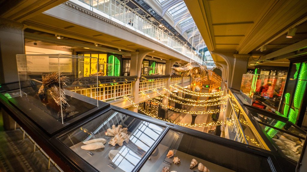 Interior of Manchester Museum, which has reopened following a £15m redevelopment