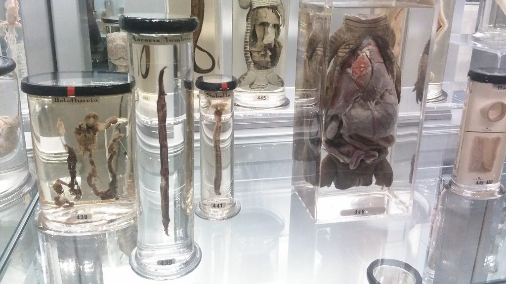 Hunterian Museum in London to reopen on 16 May Museums Association