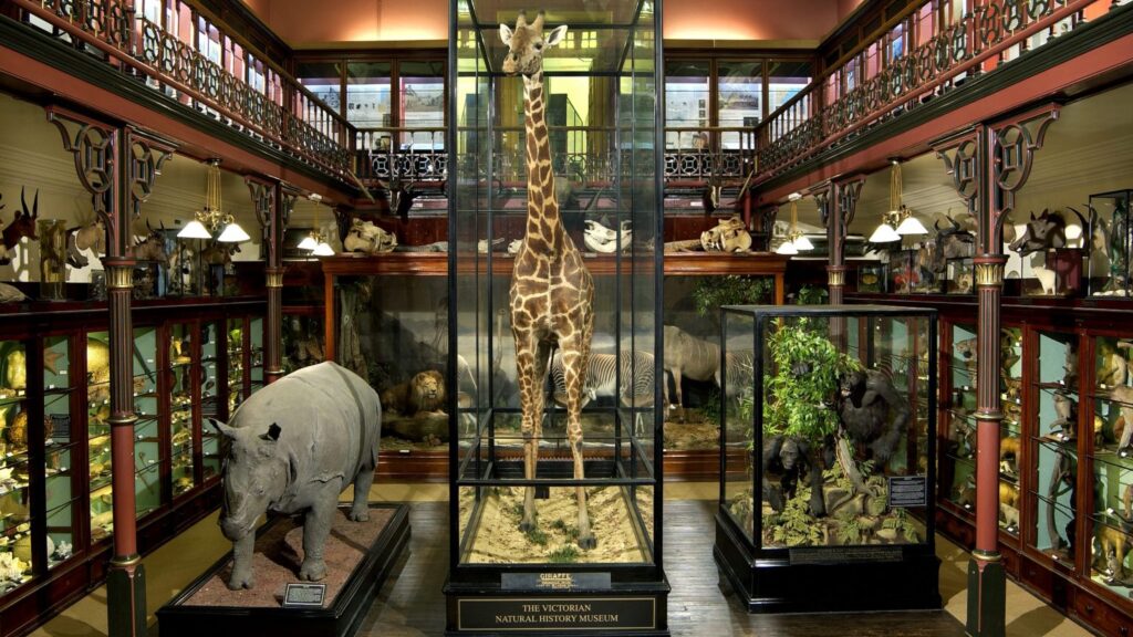 Ένα έκθεμα ταξιδερμίας σε μουσείο φυσικής ιστορίας βικτοριανού στιλ περιλαμβάνει μια καμηλοπάρδαλη, ρινόκερο και άλλα ζώα σε γυάλινες θήκες, που περιβάλλονται από περίτεχνα κιγκλιδώματα και μπαλκόνια στο επάνω επίπεδο.